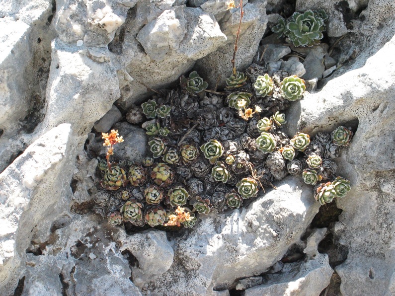 Saxifraga paniculata / sassifraga alpina